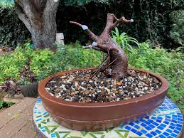 Image result for Ficus natalensis