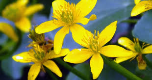 Pick up your spirits by adding some flowers that bloom during the cool, moist winter months into spring. Alaska Plants And Flowers Your Essential Guide To Alaska Org