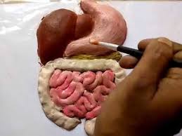 Clay Model Human Digestive System 5 Minute Crafts For Students Human Digestive System Digestive System Model Digestive System