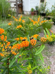 Image result for Asclepias