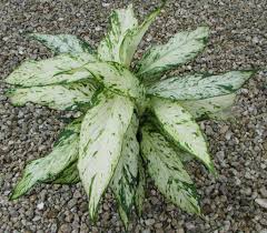 Pin By Serlee Hansepi On Dieffenbachia In 2020 Plants Houseplants House Plants