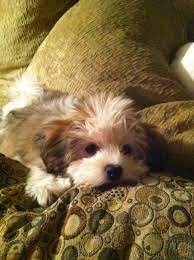 Discover the tiny havanese dog! Our Havanese Puppy Charlie Puppies Havanese Puppies Cute Puppies