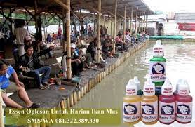 Essen Oplosan Untuk Harian Ikan Mas Ikan Mas