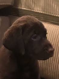Dog breeders from all over indiana use puppyfind to successfully find new, loving homes for their precious puppies. Labrador Retriever Puppies For Sale Indianapolis In 278641