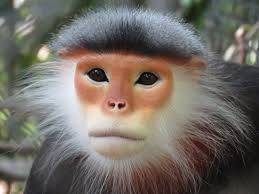 Tonkin Snub Nosed Monkey Conservation