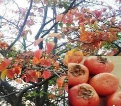 How to prune persimmon trees when do persimmon trees bear fruit? Persimmon Tree With Fruit In Gilgit In Set Fruit Shown Exclusively Download Scientific Diagram