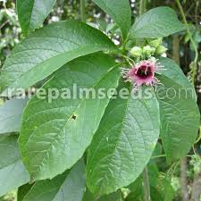 Image result for Telfairia