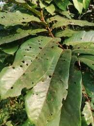 Image result for Pycnanthus