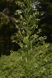 Image result for Conyza