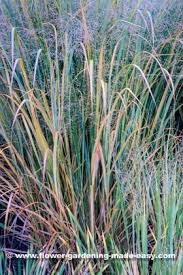 We did not find results for: Panicum Virgatum Northwind