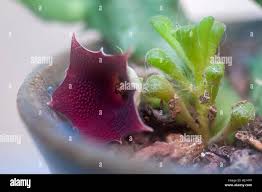 Image result for Sesbania keniensis