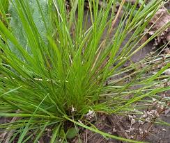 Image result for Agrostis taylorii