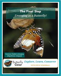 Image result for Berkheya bipinnatifida