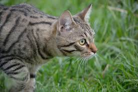 ‪Why Cats Hunt: Beyond Hunger — Companion Animals New Zealand‬‏