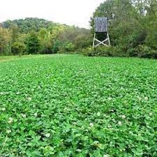 20 Lbs Deer Hunters Fall Deer Food Plot Seed Mix Wheat Oats Rye Peas Brassicas Ebay