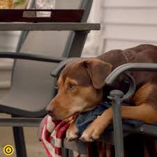 A bajnok videa online a. Mozicom Egy Kutya Hazater Trailer 6 Facebook