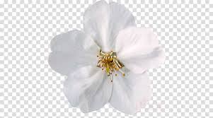 Cherry Blossom Background Clipart Emoji Emoticon Illustration Transparent Clip Art Just click on the symbol to get more information such as flowers symbol unicode, download flowers emoji as a png image at different sizes, or copy flowers symbol to clipboard then paste into your favorite application. cherry blossom background clipart
