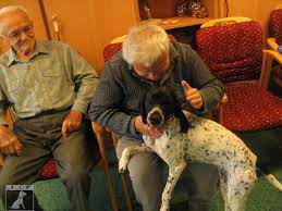 Image result for auvergneský ohař