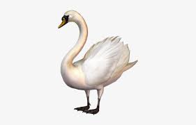 Do you like this video? Swan Clipart Png Png Image Transparent Png Free Download On Seekpng