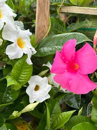 Image result for mandevilla obrázek