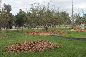 Keep a watchful eye on the weather. Preparing Fruit Trees For Winter Mother Earth News