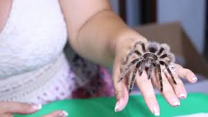 Check spelling or type a new query. A Crazy Curly Hair With The Deadly Tarantula Girl Youtube