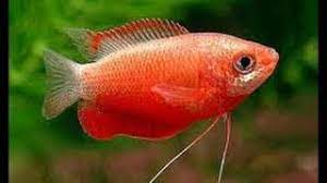 Sunset thicklip gouramis are a colorful variant of the thicklip gourami colisa labiosa (also known as trichogaster labiosa in as with any other variants, color may vary slightly from the fish pictured here. Honey Sunset Gourami Fish Youtube