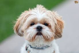 We did not find results for: The Little Lion Of The Dog Family Shih Tzu Peoria Az Arrowhead Pooper Scoopers