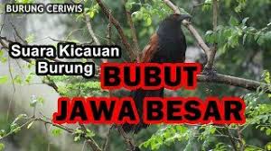 Suara Burung Dudut Mp3 Storymusik