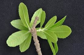 Image result for Myrica pilulifera