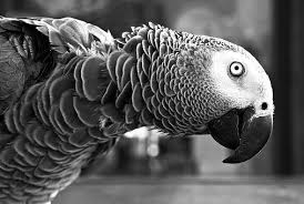 Black Birds You Can Have As Pets 100 Pets On Parade That Will Get You Through Monday Cutesypooh Birds Wallpaper Hd Parrot Bird Animals