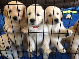 Julia K Davis Golden Retriever Breeder In Mount Pleasant South Carolina