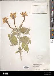 Image result for Ipomoea adenioides