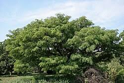 Image result for Pterocarpus angolensis