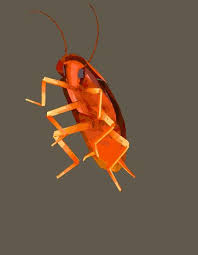 Dancing Roach Album On Imgur