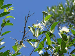 Image result for Felicia mossamedensis