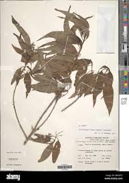 Image result for Triainolepis africana