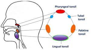 Maybe you would like to learn more about one of these? Tonsils Palatine Faucial Tonsils Www Medicoapps Org