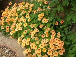 Image result for Tropaeolum majus