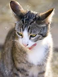 Cat with milk on face. Cat With Green Eyes And Milk On His Face Licking His Whiskers After Drinking Milk Stock Photo Picture And Royalty Free Image Image 7235584