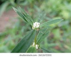 Image result for Spermacoce latituba