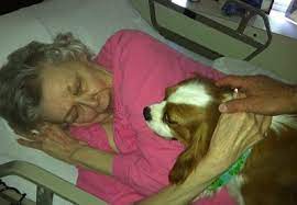 Like us, dogs can come down with a fever when they're sick. How Dogs Know When We Re Sick Holiday Barn