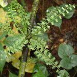 Image result for Asplenium sandersonii