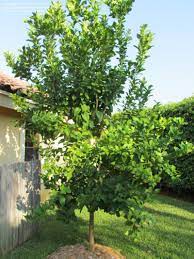 Eureka lemons have relatively few seeds and the tree is virtually thornless growing to around four metres in height. Limon Eureka Google Search Eureka Lemon Tree Eureka Lemon Lemon Pictures