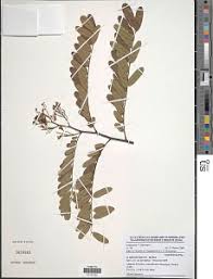 Image result for Dalbergia bracteolata