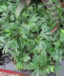 Image result for Actinanthella