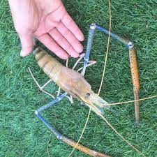 Aquaponics 4 Life Home Facebook