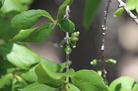 Image result for Tricalysia niamniamensis