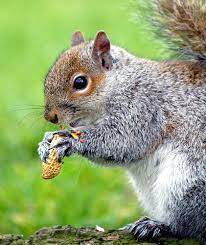 How To Keep A Pet Squirrel Squirrel Pictures Eastern Gray Squirrel Squirrel