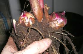 When to plant canna bulbs. Canna Lilies Halton Region Master Gardeners